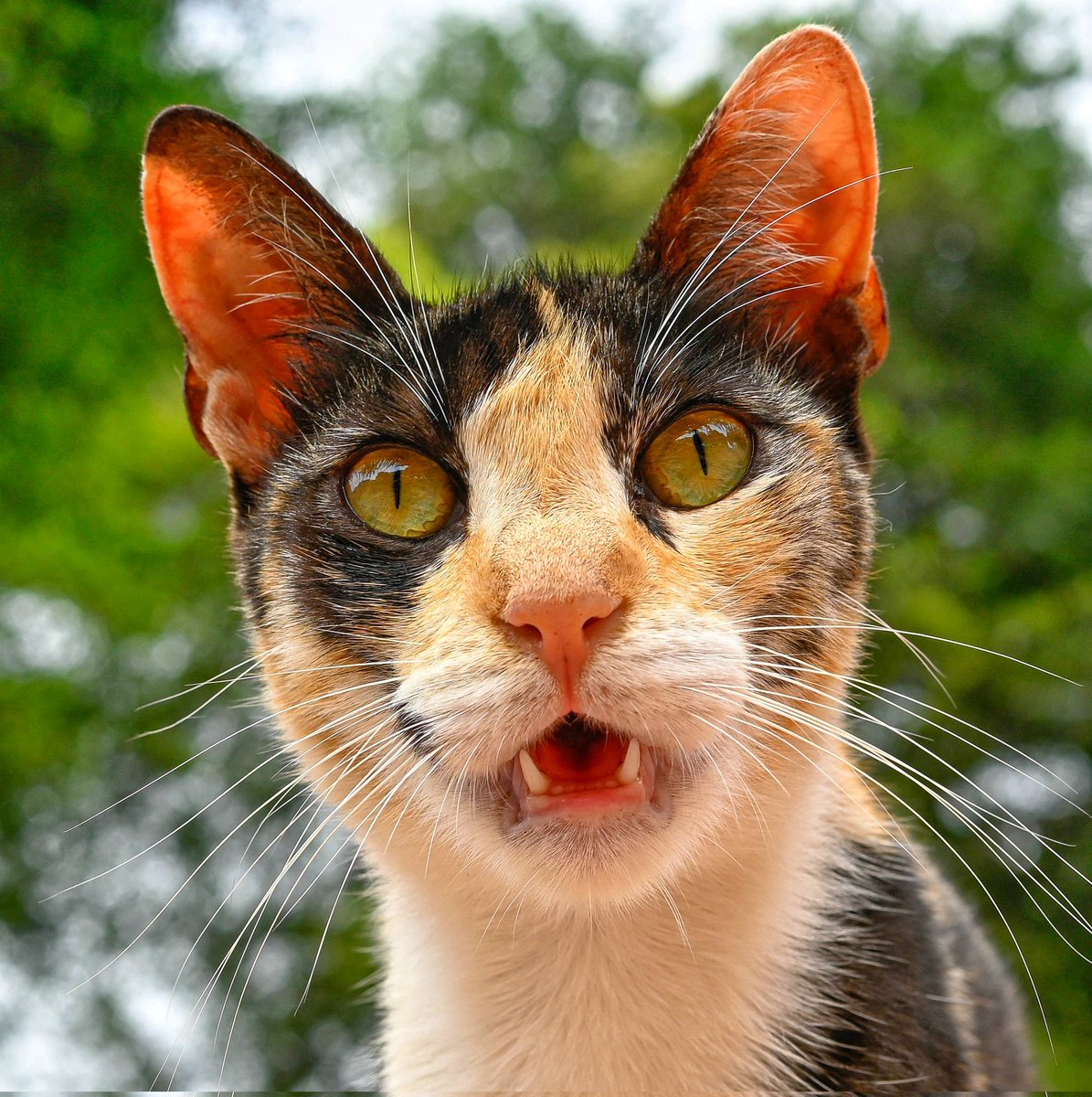 Hi there! Have you pre-ordered Street Cats &amp; Where to Find Them yet? 

The ultimate global travel guide for true cat lovers is out next week and is now available from wherever you buy books in the US, UK, and Canada!