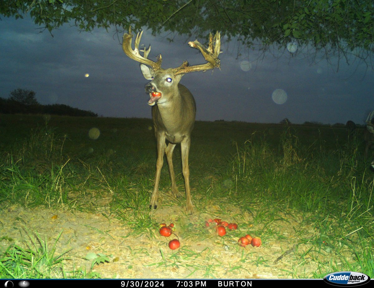 trailcam (@trail_cams) on Twitter photo 