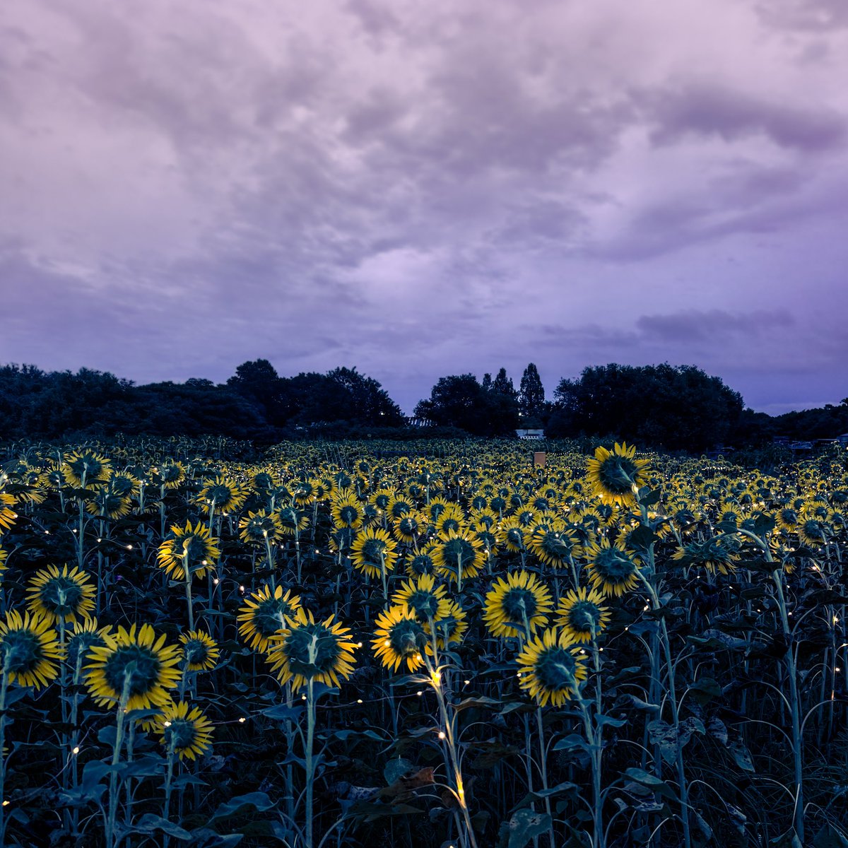 (　ﾟдﾟ)‼️
今日は #ケツ曜日 でしたね！
ひまわりの後ろ姿は…ケツ…でいいのかしら😅？

#iPhone写真