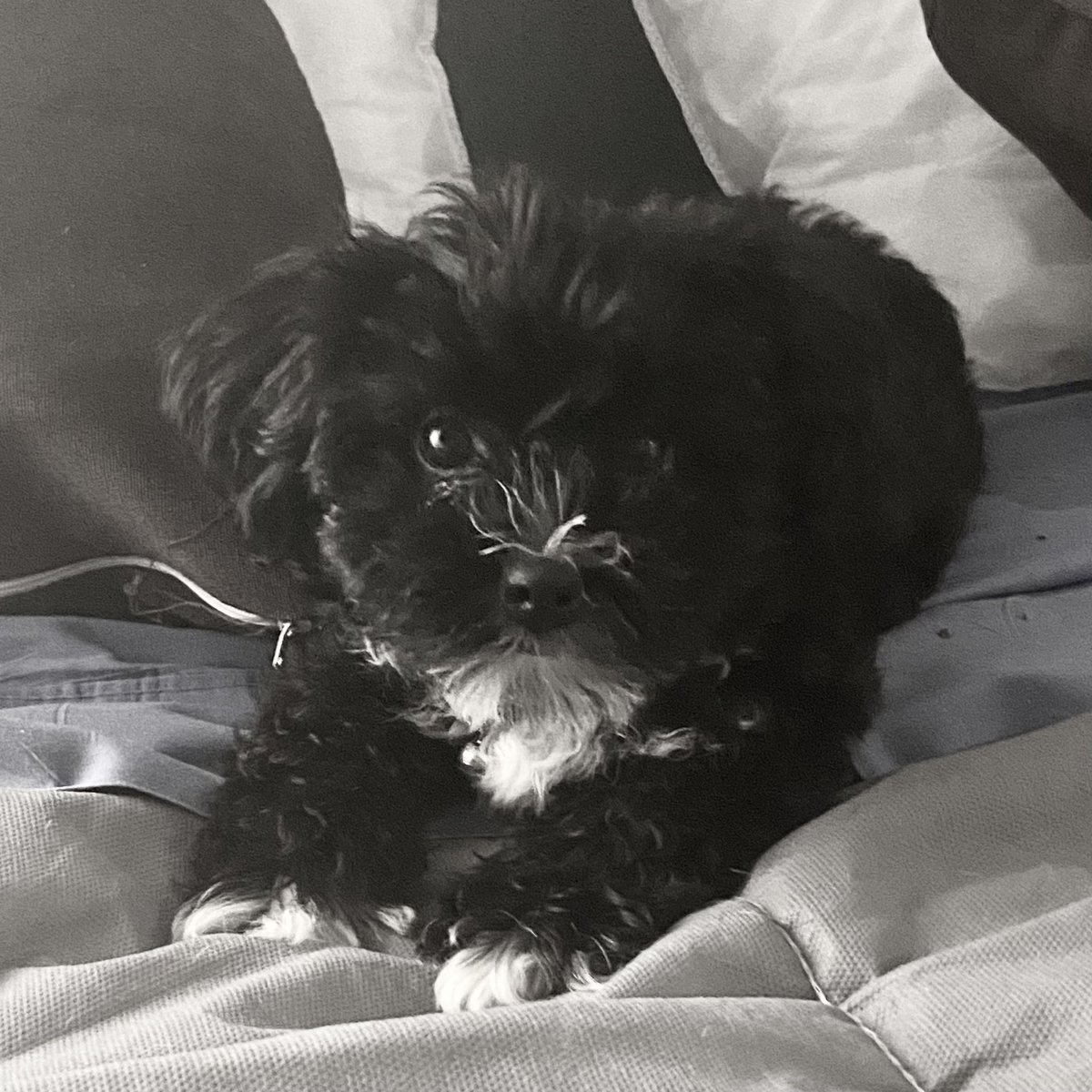 SandieZooT's tweet photo. L’heure de la sieste 🥱
#MeetAri https://t.co/l766BhF9wY