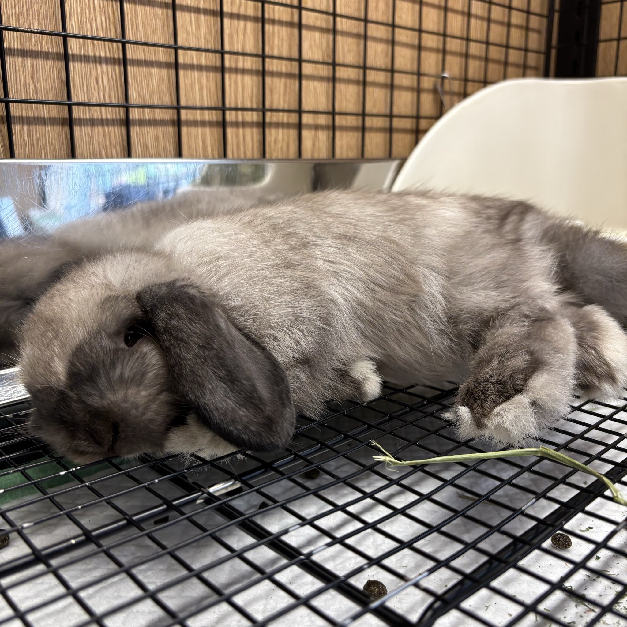 うさこ様　シナリー　カミルOなど Product | シナリー株式会社