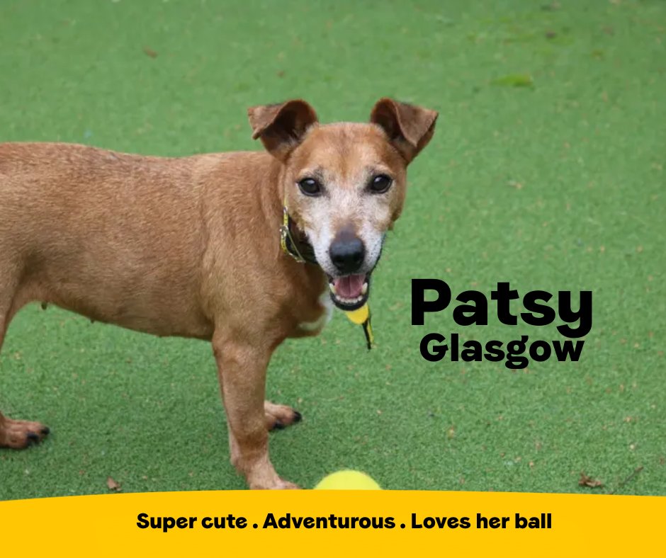 Dogs Trust 💛🐶 (@dogstrust) on Twitter photo Patsy is an adorable 11 year old Jack Russell shaped bundle of fun! This playful girl is always on the go and proves that age is just a number. She would make a lovely addition to the right home who can give her lots of TLC💛
<a href="/DT_Glasgow/">Dogs Trust Glasgow</a>📍 bit.ly/4mvcn4K Patsy is an adorable 11 year old Jack Russell shaped bundle of fun! This playful girl is always on the go and proves that age is just a number. She would make a lovely addition to the right home who can give her lots of TLC💛
<a href="/DT_Glasgow/">Dogs Trust Glasgow</a>📍 bit.ly/4mvcn4K