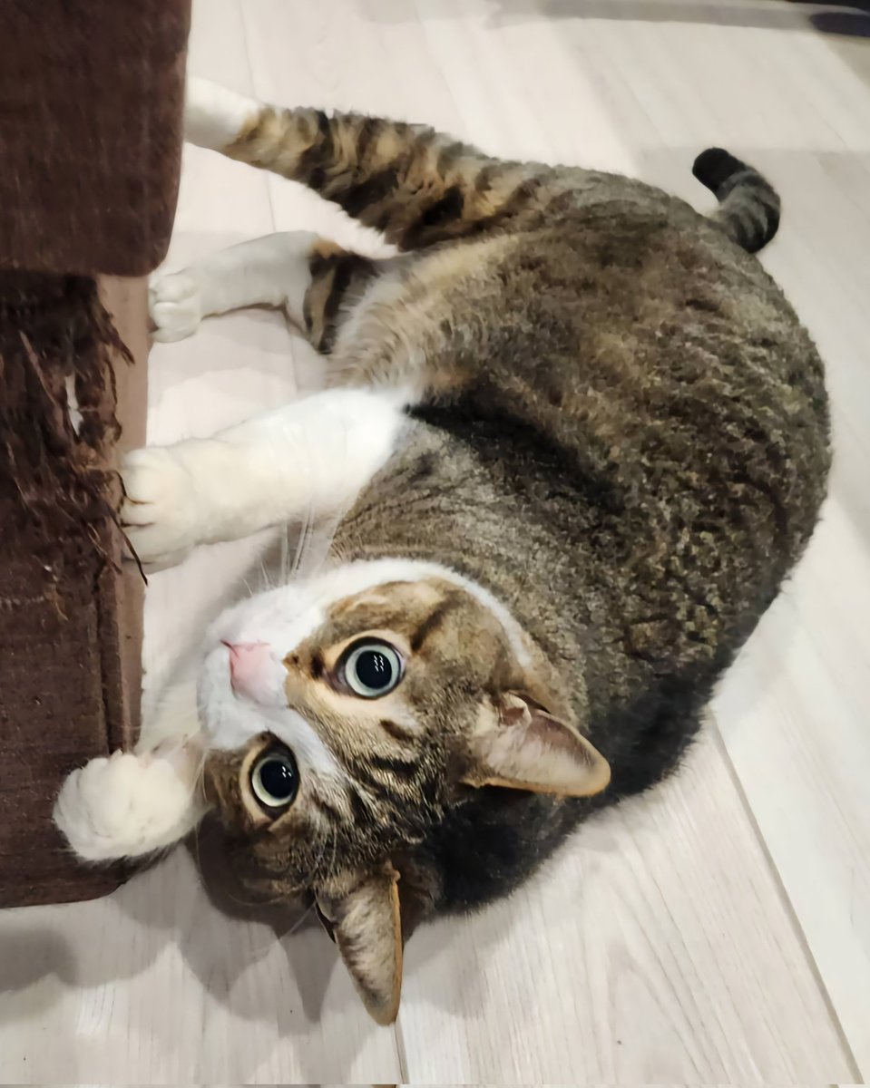 ねこ シナダ SHINADA ぬいぐるみ もちねこ クロ(XL) MONE-0880B