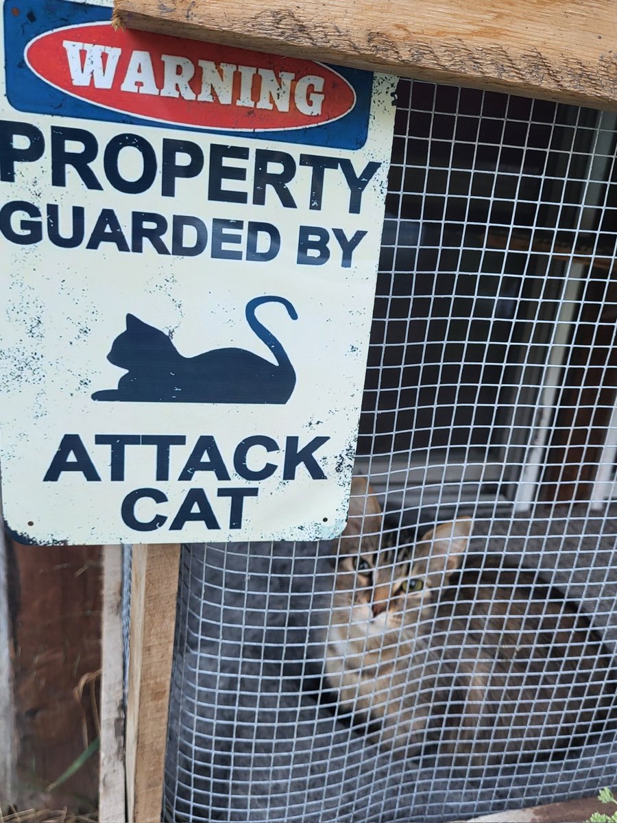 Good morning ☕️

I hope you all have a wonderful start to the week 🤍

At my big event last weekend, my 13 year old bought and surprised me with this sign for the catio. He is so hardworking &amp; just so thoughtful. I am truly blessed with some amazing kids🥹🤗🙏
(Pictured is Lucy)