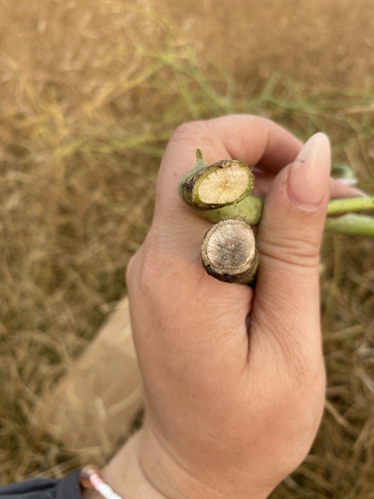 The Canola Disease Training &amp; Variety Evaluation Trials Tours start TOMORROW!
📍 Carman – Aug 12
📍 Arborg – Aug 13
📍 Roblin – Aug 20
📍 Melita – Aug 21
📍 Glenlea – Aug 22
🕘 9 AM–12 PM | Expert speakers from <a href="/MBGovAg/">Manitoba Agriculture</a> <a href="/CanolaGrowers/">Canola Growers</a> <a href="/canolacouncil/">Canola Council of Canada</a> #MBAg #WestCdnAg #AgTwitter
