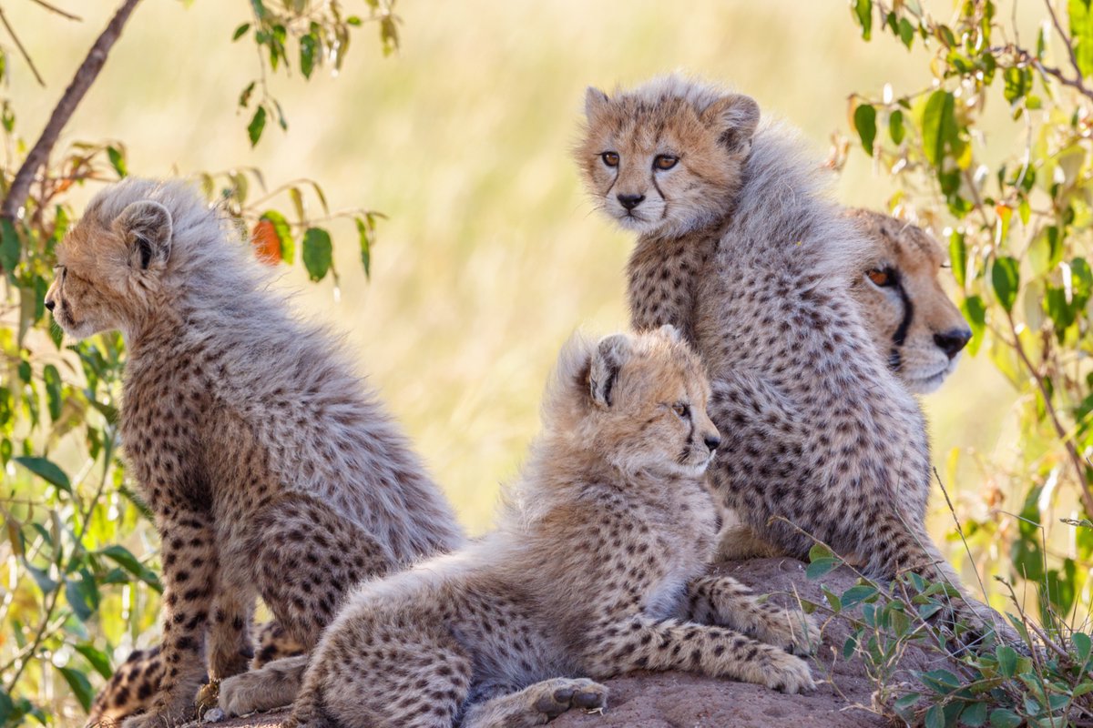 cheetah - Search / X