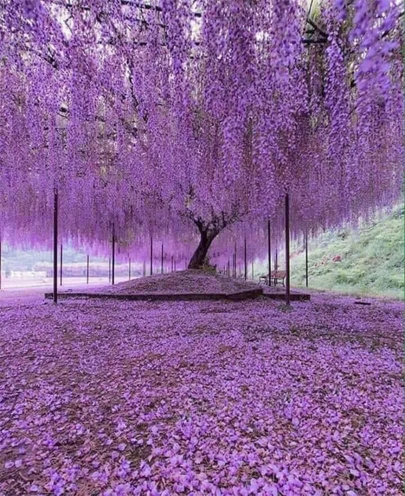 200 year-old Wisteria in Japan