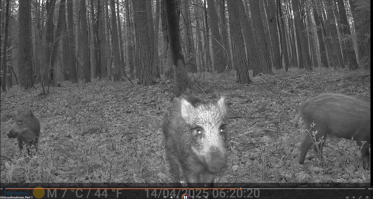 *“Wir sehen uns morgen um 13 Uhr im Stream“* ~🐗