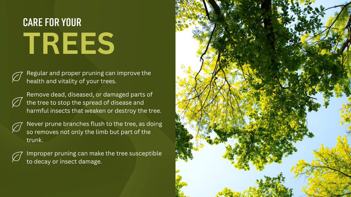SCEMD's tweet photo. Caring for your trees before a storm helps keep them healthy and strong.
-Visit https://t.co/H4Mx7Cipar to learn more from The South Carolina Forestry Commission
#TreeSafety #StormPreps #SCForestry #TreePreps #Emergencypreps https://t.co/0Lr4lz8KEA