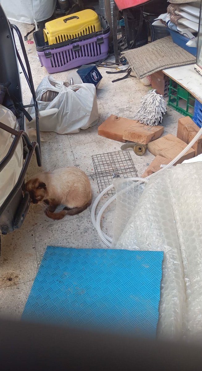 Ümraniyede bir adam cins kedi alıkoyuyor çiftleştiirp satıyormuş. Hepsi hastalıktan kırılıyor. Bu adamı şikayet sürecinde kediler Ümraniye barınağına düşecek. Orada temel bakım bile sağlanmayacak. Barınağa düşünce çıkartabilecek, sahiplenebilevek insan/gönüllü/dernek ariyor ACİL