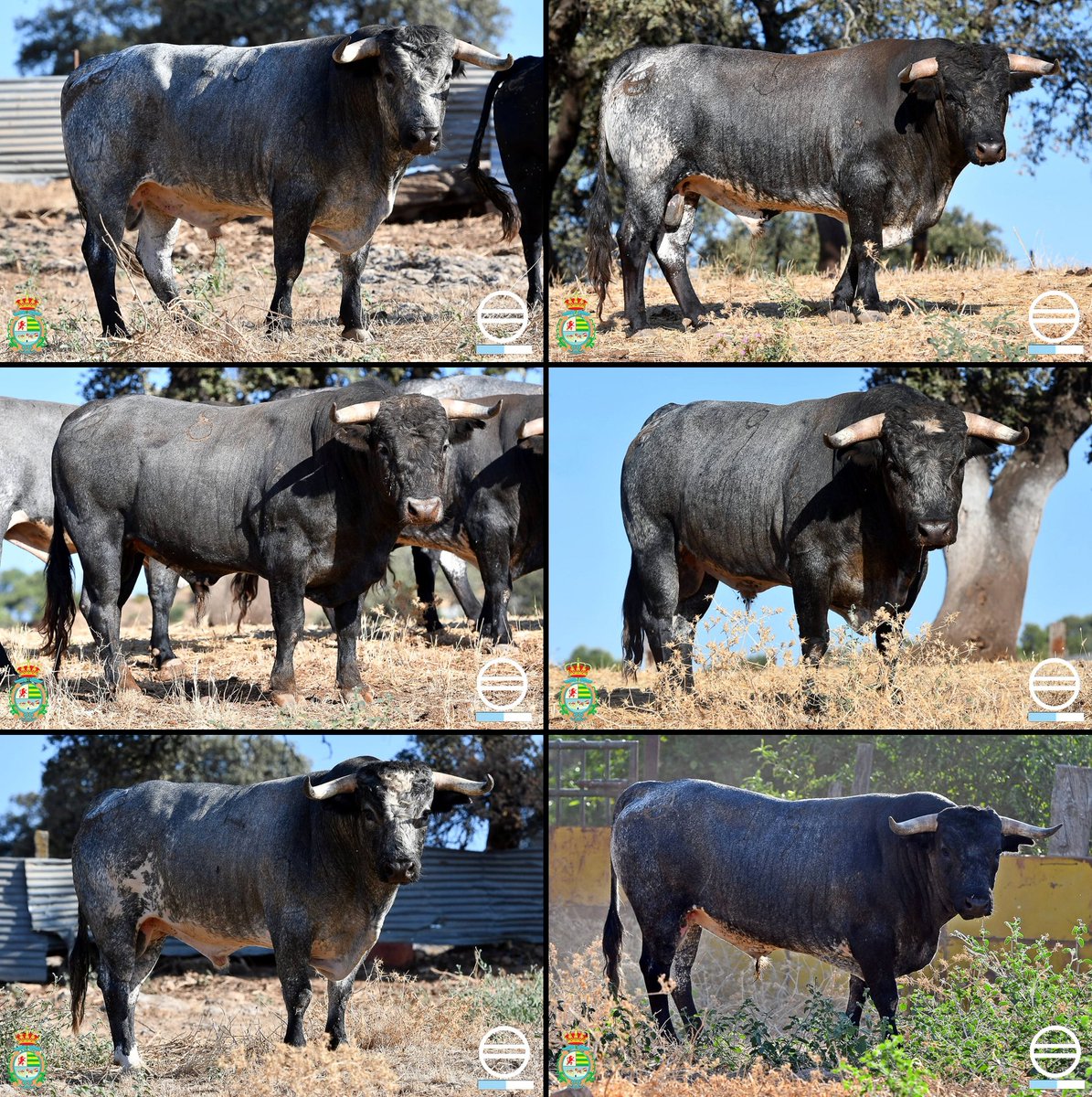 📅 3 septiembre – Saltillo
Casta con teclas propias.
En Villaseca no concede ventajas.
El que entienda… triunfa 
#Saltillo #Villaseca2025 #XXVAlfarerodeOro