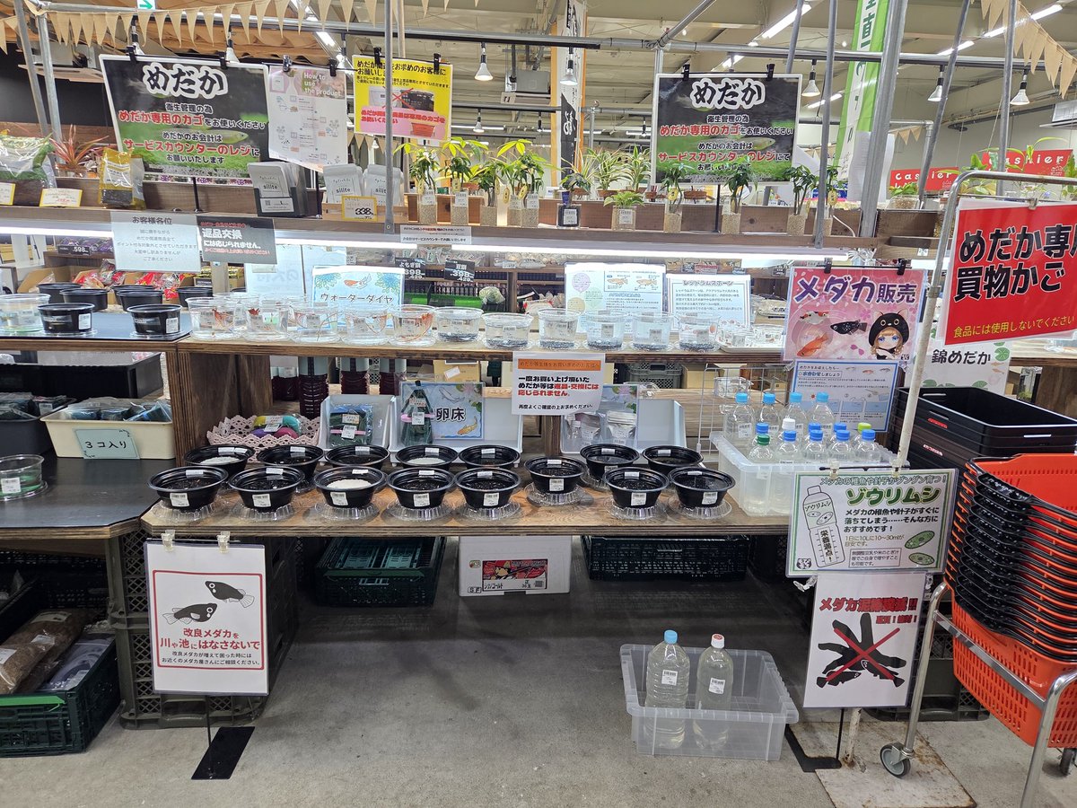 もぴまる もぴまる (@mopimarusan26) / Posts / X