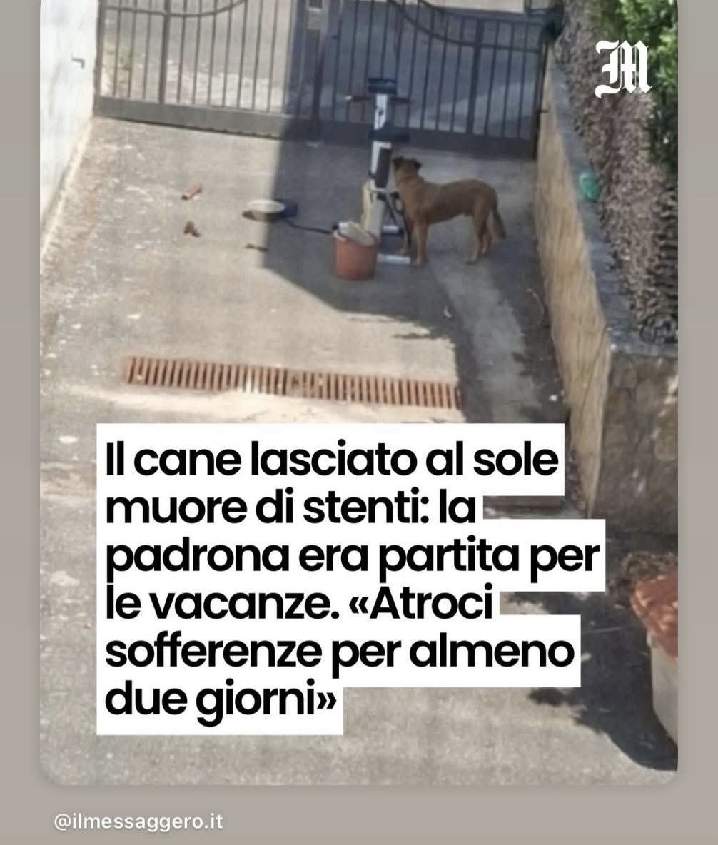 vncnzvlln92's tweet photo. Mi rendo conto di essere un po’ drastico ma per quanto mi riguarda un atto del genere è paragonabile all’omicidio volontario. Quindi per cominciare 21 anni di carcere per il “padrone” e poi vediamo. Che amarezza. https://t.co/WdDUiPrGAR