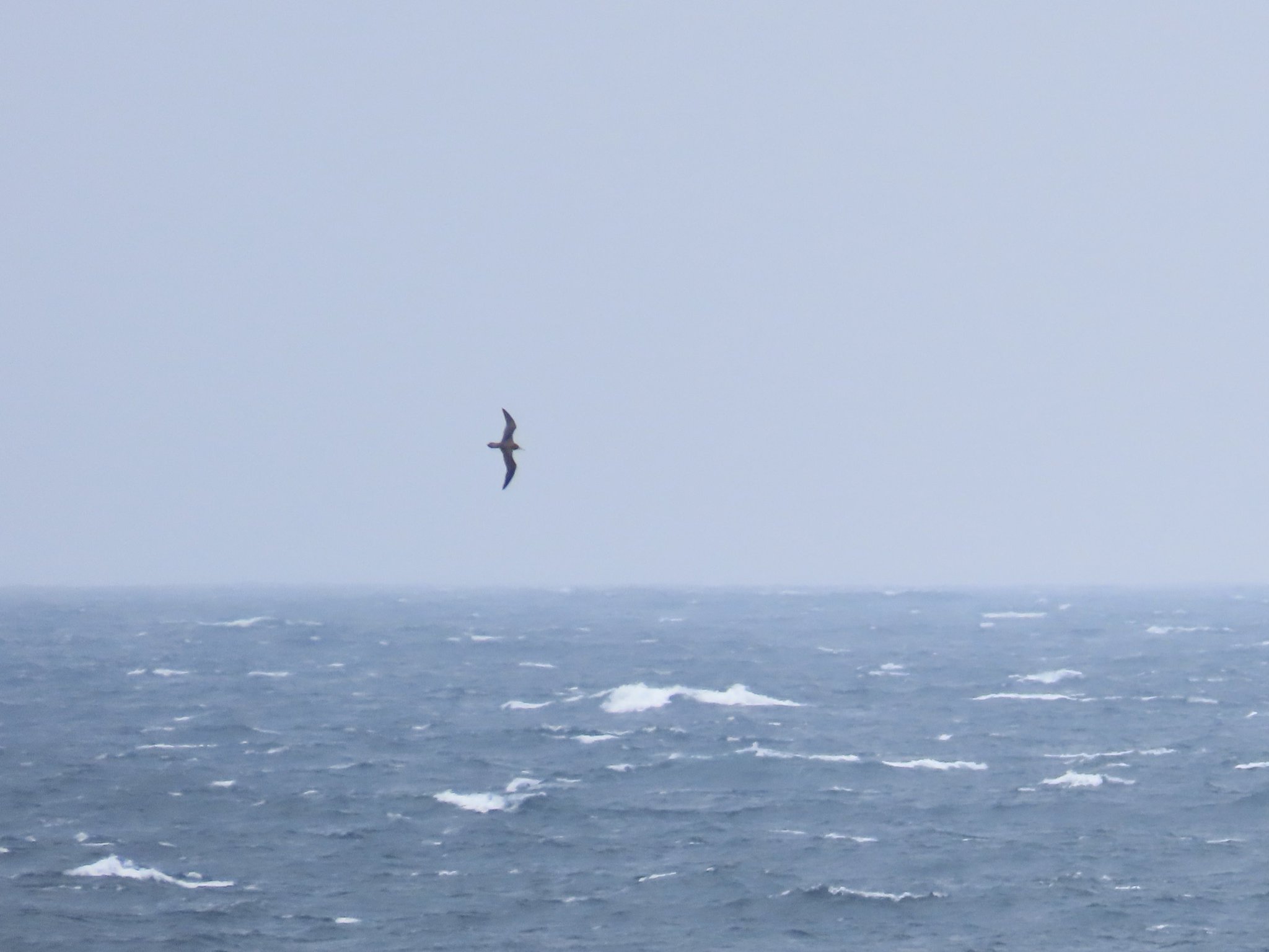 Kota_hawk migration on X: 