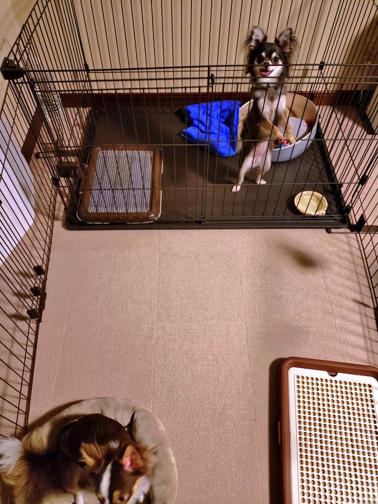 _b_m_candy_'s tweet photo. まろん兄ちゃんがお泊り保育に来てました🐕️🐾
モカちゃん誕生日プレゼントたくさんもらってご満悦😇🎁
アンダーコートの抜け毛除去ブラシ欲しかったやつ🥹
#チワワ #ロングコートチワワ #ブルータンホワイト #1歳 #誕生日 #チワワのいる暮らし https://t.co/AbzoC57vvx