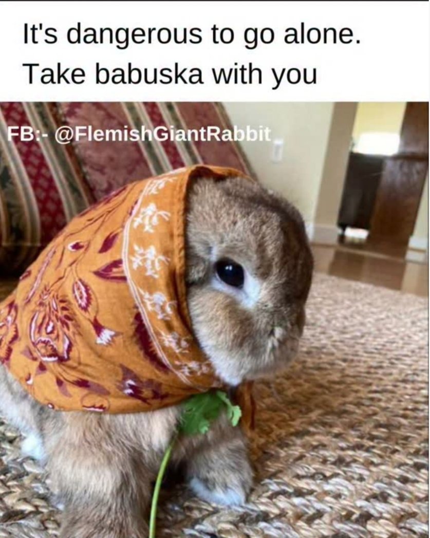 Why bunnies are better than humans (@why_bun) on Twitter photo 