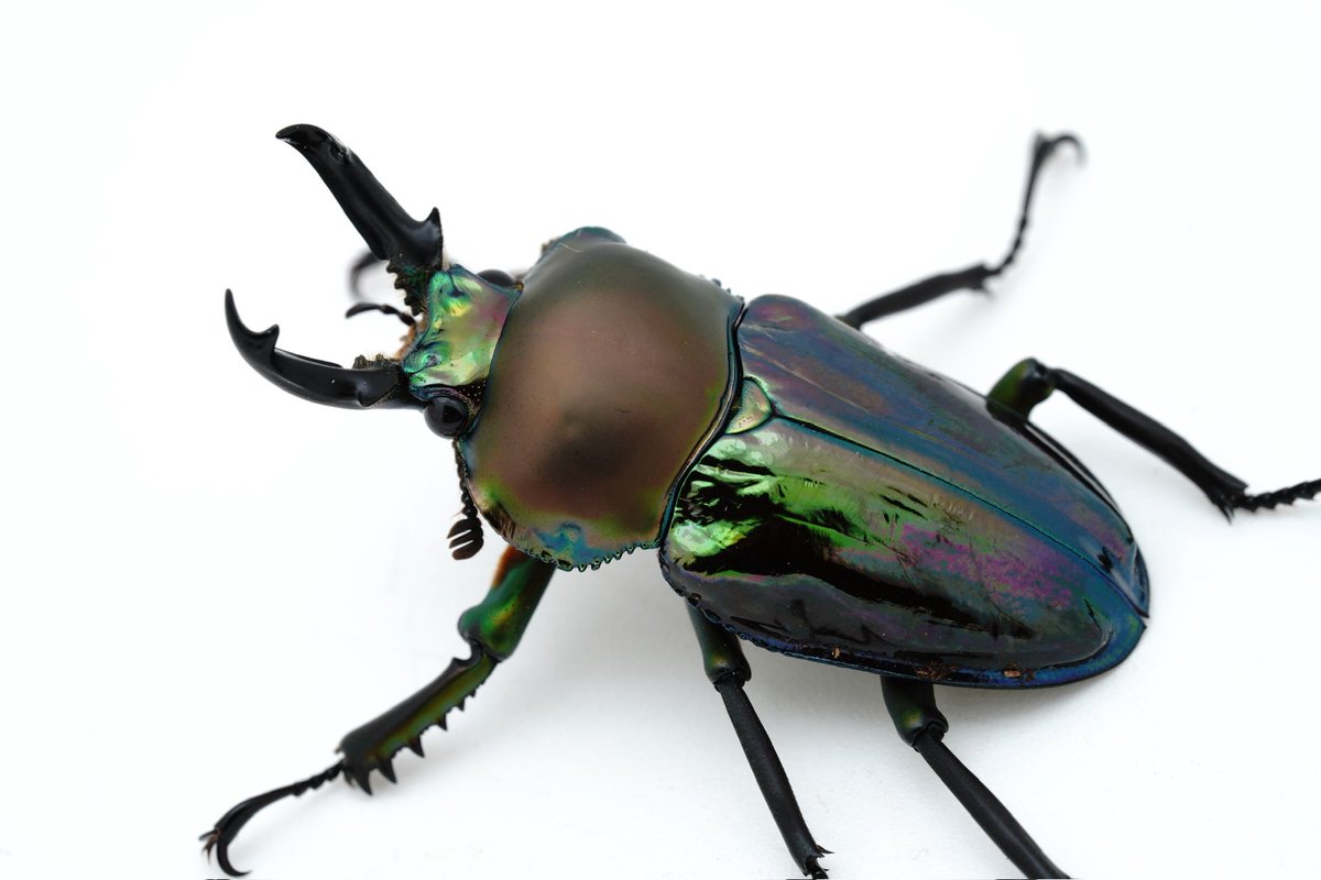 カブクワオタク ミズキ/GOKUSAISHIKI (@satoMism1999) / X