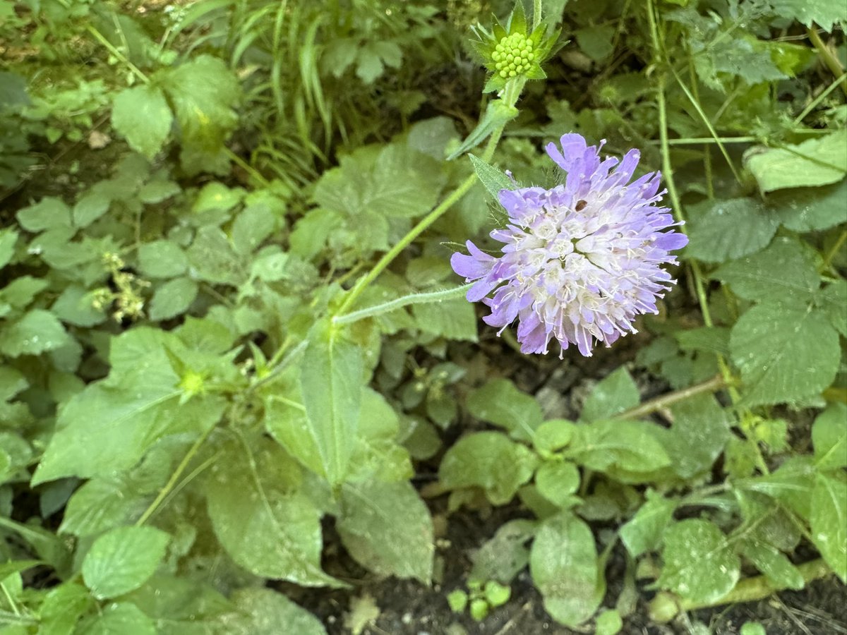 Wood scabious, Knautia dipsacifolia, in the wood. Die Wald-Witwenblume an einem Waldweg.