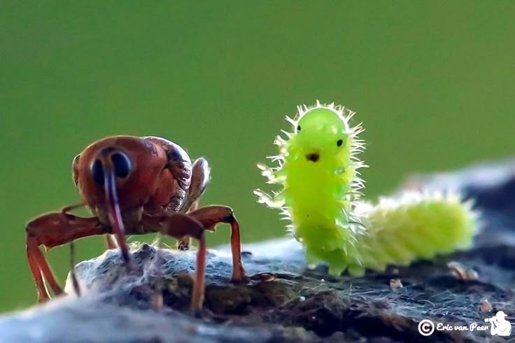 timthepillbug's tweet image. They're so 😮 I love them