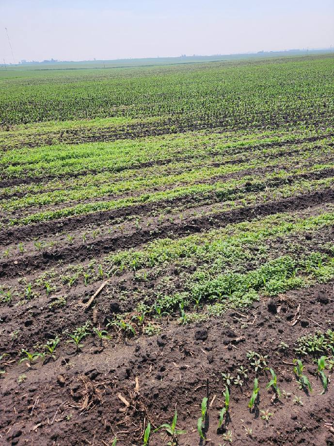 Does it make a difference to pull those few waterhemp plants sticking thru the beans?

Check out pic from a customer visit this spring while checking corn stands.  Customer said he saw about 20-30 plants in a clump in last years soybeans that got thru.. Didn't take the ten
