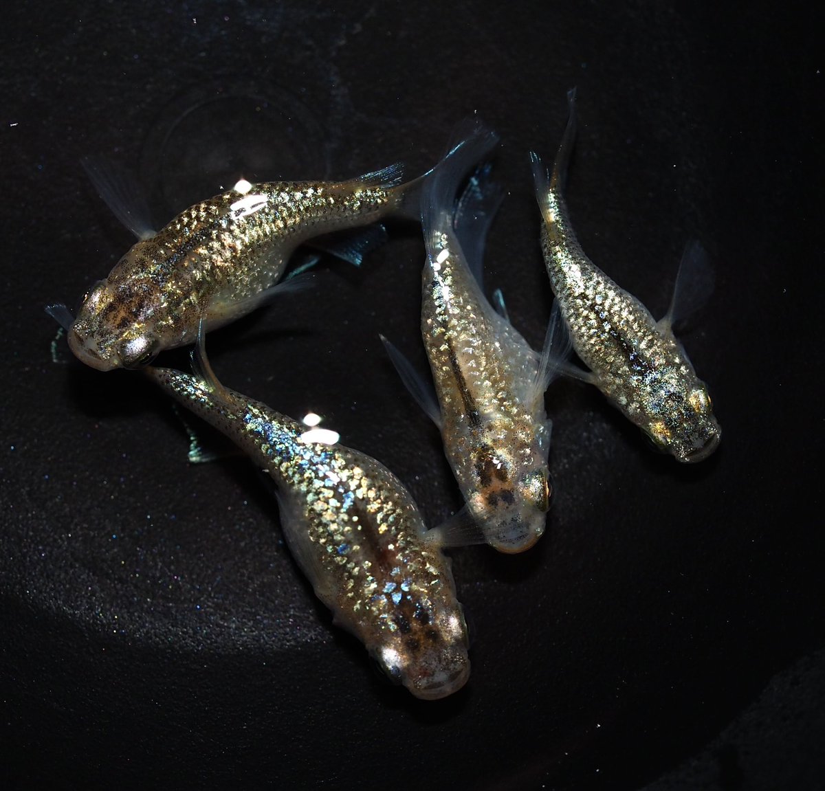 毎度ヤフオク出品しました😊🍎
よろしくお願いいたします😊
#メダカ　#ヤフオク　

auctions.yahoo.co.jp/seller/kahza92…