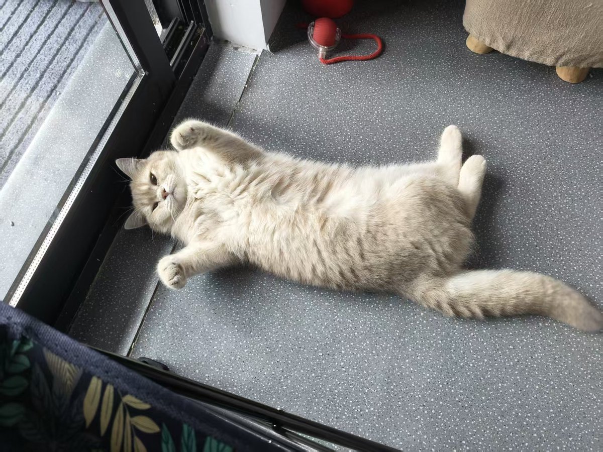 Fanxing0563's tweet photo. 她在撒娇!😄
#Cat #猫 https://t.co/CQGv82QPsY