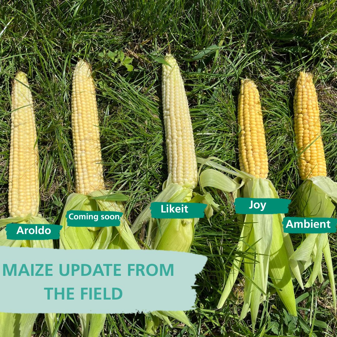 Maize update from out in the field 🌽🌽🌽🌽🌽