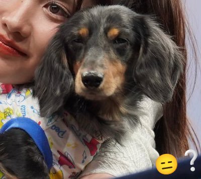 frc_barbs's tweet photo. 😑❔
#Fluffy 
#Fluffreen 
#srchafreen
#srchafreenwithfluffy https://t.co/ezhAfFrjNq