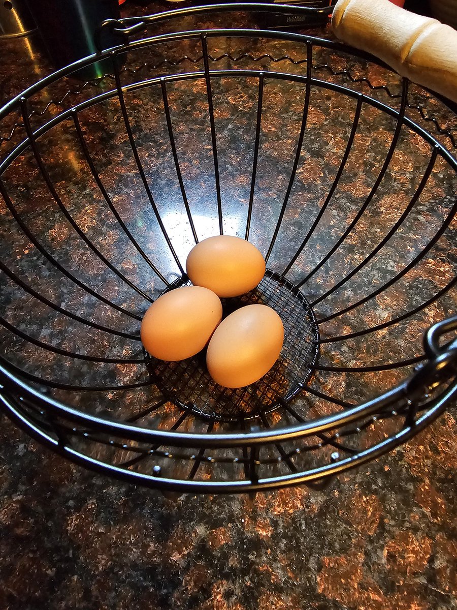 A little over 4 months ago we got chicks and now we got eggs! These little beauties are about $500 each! 🤪  Looking forward to fresh eggs and I know where they came from!
🐤🐔🥚🍳