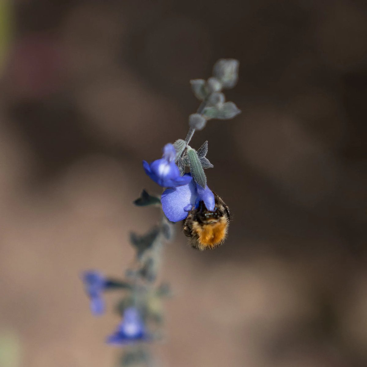 Lets Go Out Bournemouth & Poole (@letsgoout_bh) on Twitter photo Buzz Fest 2025 is a celebration of bees, honey, and pollination at <a href="/CareysSecret/">Careys Secret Garden</a> this Saturday (16th)
Expect interactive apiary tours, honey-tasting sessions, live demonstrations, family activities, and local artisan stalls.
➡️ letsgoout-bournemouthandpoole.co.uk/whats-on/buzz-…
#dorset #dorsetevents Buzz Fest 2025 is a celebration of bees, honey, and pollination at <a href="/CareysSecret/">Careys Secret Garden</a> this Saturday (16th)
Expect interactive apiary tours, honey-tasting sessions, live demonstrations, family activities, and local artisan stalls.
➡️ letsgoout-bournemouthandpoole.co.uk/whats-on/buzz-…
#dorset #dorsetevents