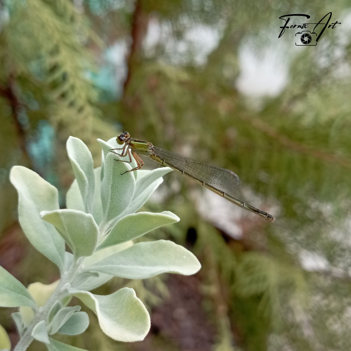 Excelente inicio de semana mi gente 🍃🍀

#fotografia