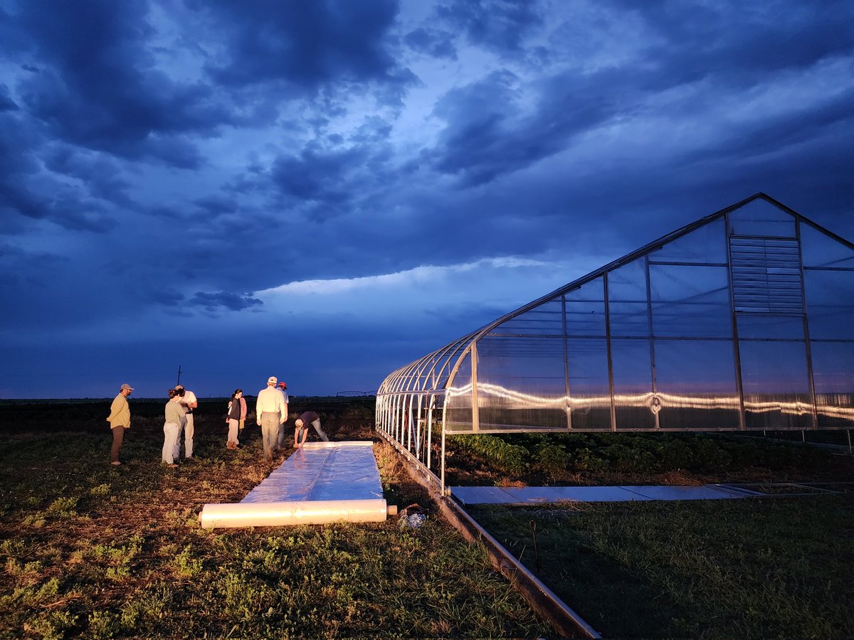 With how strong the wind was in New Deal, setting up the heat tent wasn’t easy😕. But thanks to folks showing up bright and early to help Seth and team, we got one done! Much appreciated, y’all! #MorningCrew🥳🙏👏 #CropForageLivestockSystemsProgram <a href="/KJagadish_TTU/">Krishna Jagadish</a> <a href="/ISomayanda/">Impa Somayanda</a>