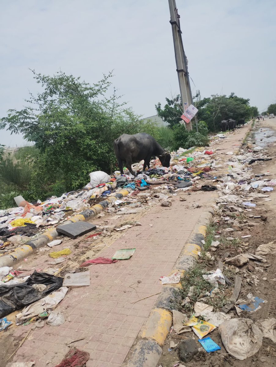 yasirbaig12's tweet photo. Gurugram’s sector 37D is a victim of negligence from authorities. Civilians dumping their waste on streets. Please help. 

@cmohry @mcgurgaon https://t.co/sp1LM4n4QQ