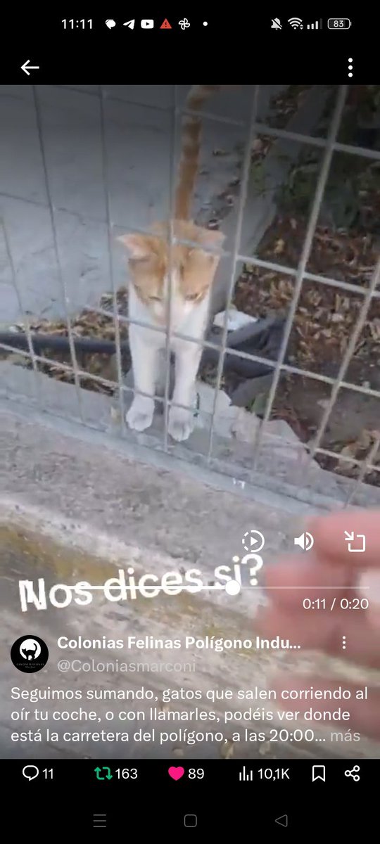 Open 🐕💕🐈🌳🦋 (@openeye95053629) on Twitter photo Ha aparecido!! Está en una zona muy peligrosa ( carretera de polígono) <a href="/Coloniasmarconi/">Colonias Felinas Polígono Industrial Villaverde</a>
temía lo peor, ya no puede esperar más, necesita una #ACOGIDA
en #MADRID por favor es un 🆘
☎️ 650 23 87 02
Las acogidas no suponen ningún
gasto económico 🙏🏻 Ha aparecido!! Está en una zona muy peligrosa ( carretera de polígono) <a href="/Coloniasmarconi/">Colonias Felinas Polígono Industrial Villaverde</a>
temía lo peor, ya no puede esperar más, necesita una #ACOGIDA
en #MADRID por favor es un 🆘
☎️ 650 23 87 02
Las acogidas no suponen ningún
gasto económico 🙏🏻