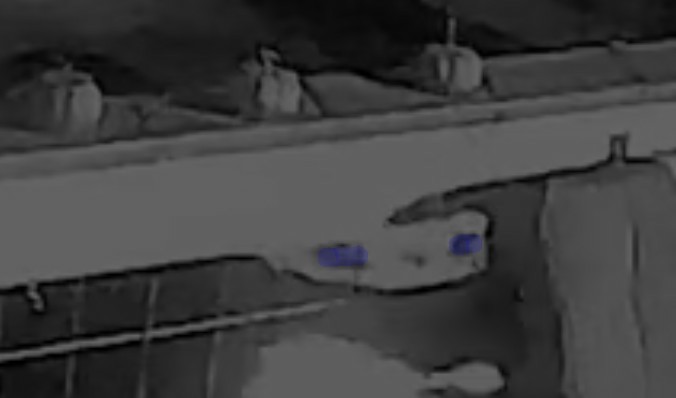 Lionstoothtea tweet media