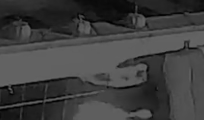 Lionstoothtea tweet media