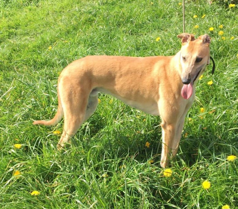Penny (@penny2449) on Twitter photo Joker 6 yr 0 month old Greyhound, he's a happy boy
who thrives on love and affection, he has a gentle
nature and will be a loyal companion, no cats, more
info/adopt him from <a href="/hectorsgrescue/">Hector’s Greyhound Rescue</a> UK Joker 6 yr 0 month old Greyhound, he's a happy boy
who thrives on love and affection, he has a gentle
nature and will be a loyal companion, no cats, more
info/adopt him from <a href="/hectorsgrescue/">Hector’s Greyhound Rescue</a> UK