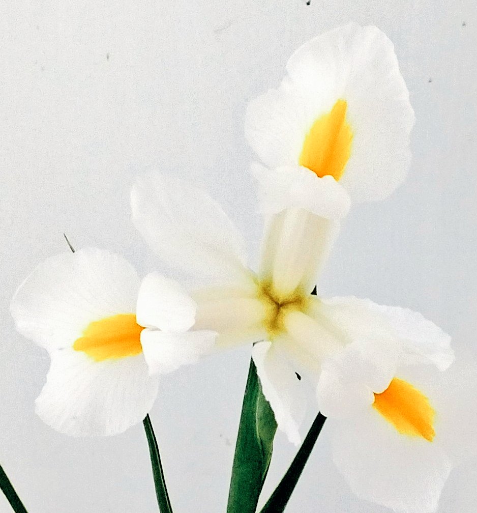 Now available: Iris White Magic. ⚪