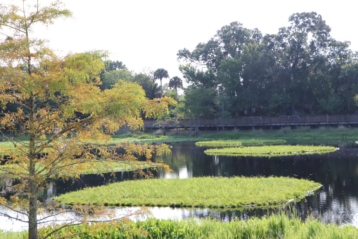 BeematsWetlands's tweet image. 🌿💧 #MacrophyteMonday!

Our #Beemats floating treatment #wetlands use #aquaticplants to naturally filter #stormwater, improving #waterquality before it flows into estuaries &amp;amp; coastal systems — helping restore &amp;amp; protect healthy aquatic ecosystems. 🌊🐟

beemats.com