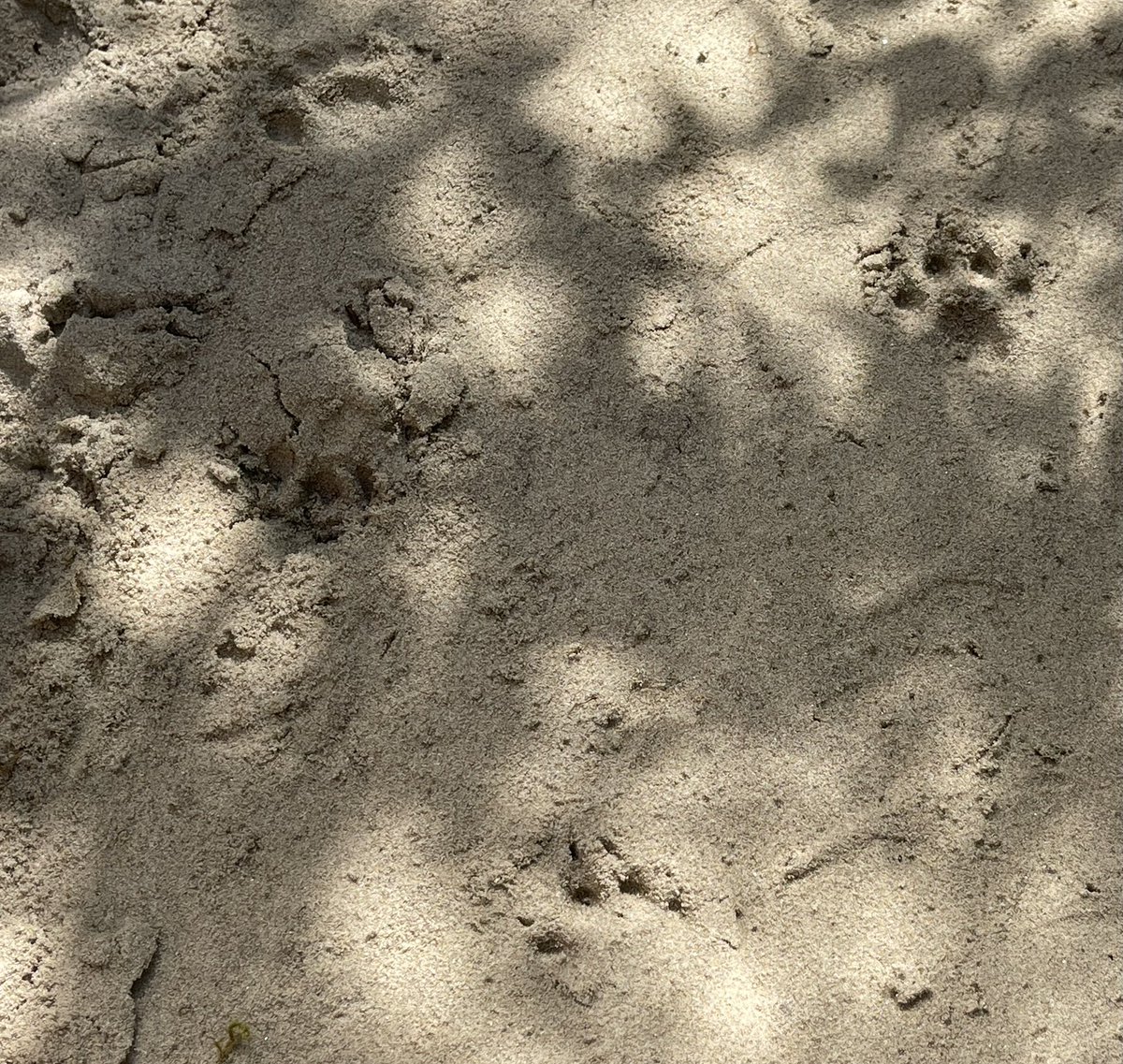 fox or cat paw prints? found in my garden