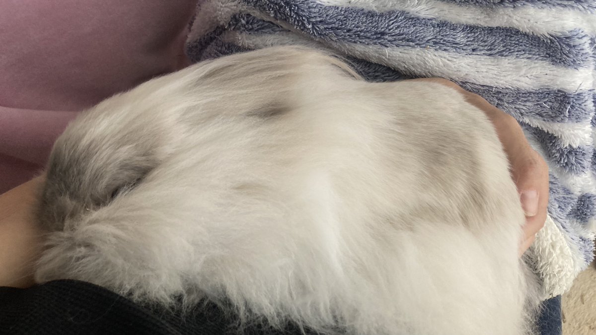 hamunushi's tweet photo. 暑すぎて主の腹の上で溶ける雪見だいふく🍨

#うさぎ #うさぎのいる生活 #もふもふ #rabbit https://t.co/zlgRJlyXaE