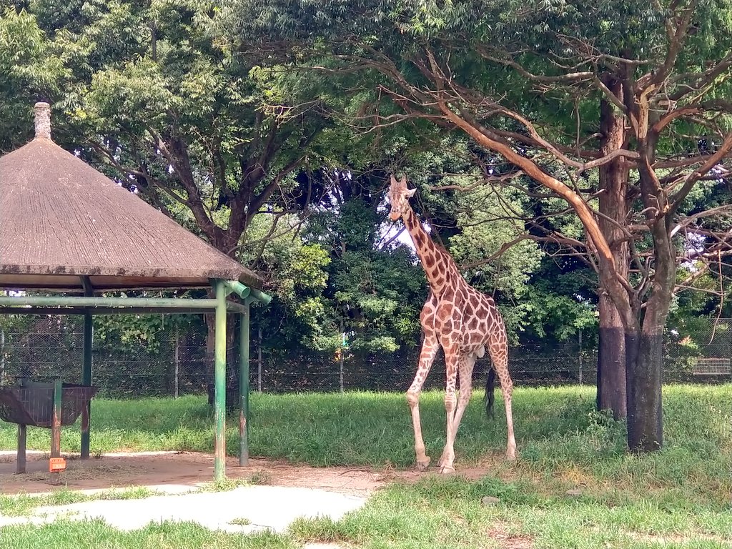 「動物園コラボ行ってきた 暑かったけど思ったよりは空いてて、久しぶりの動物園楽しん」|踏子のイラスト