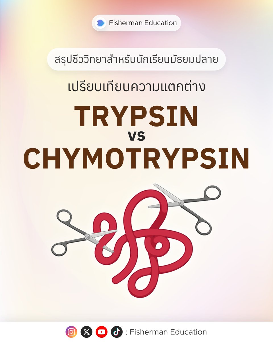 สรุปแล้ว trypsin กับ chymotrypsin มันต่างกันตรงไหนบ้าง
.
#dek69 #กสพท69 #TCAS69 #Alevel69 #TGAT #TPAT1 #netsat