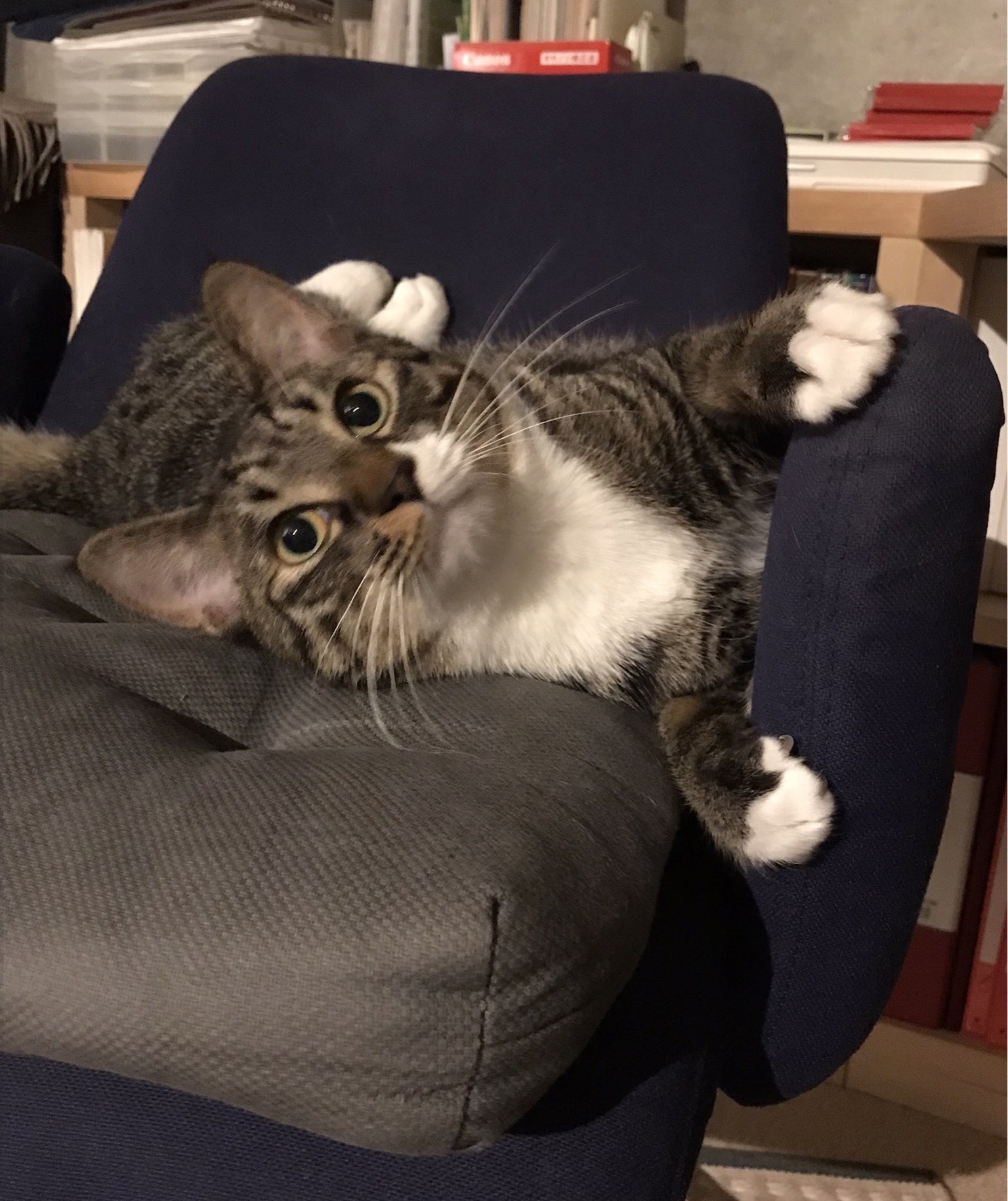 ねこりんご様40点 ねこりんご様40点 sddefault.jpg