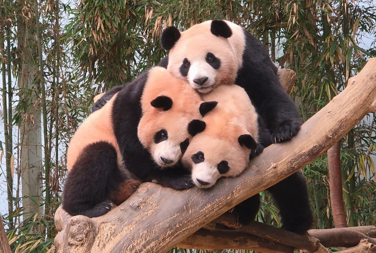 꾹바오 tweet media