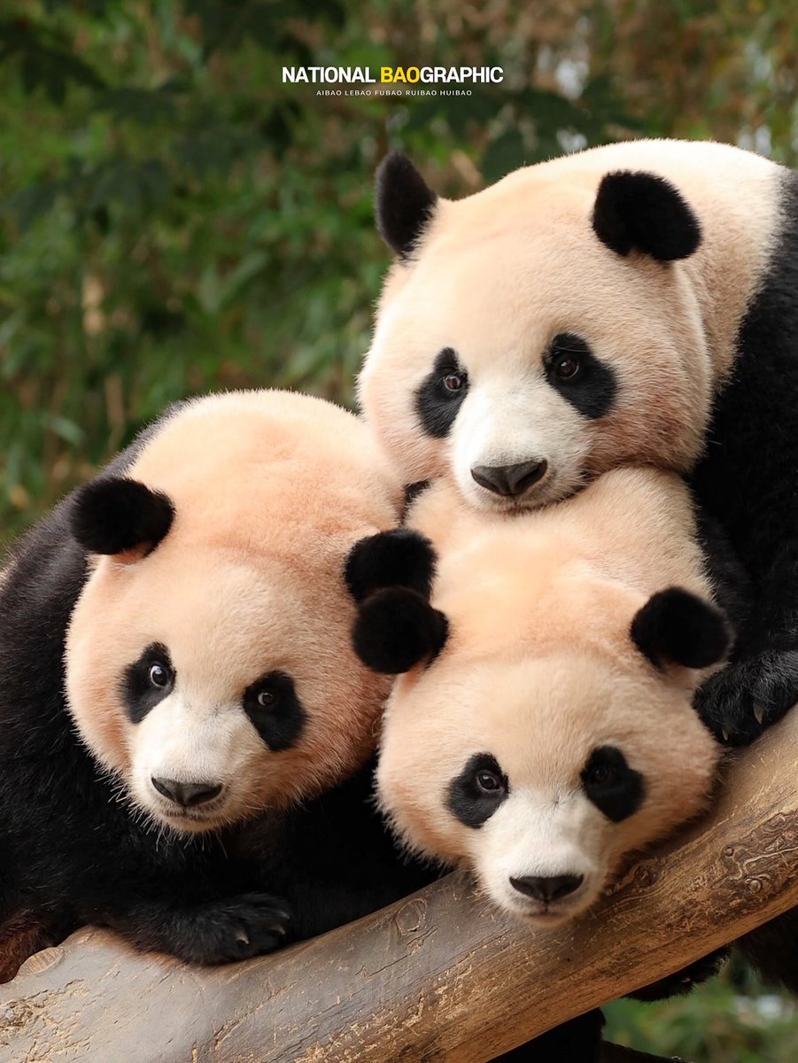 꾹바오 tweet media