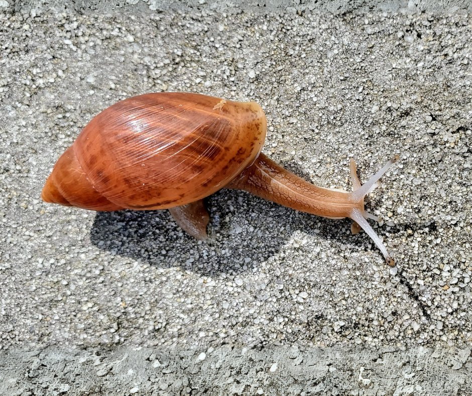 🐌To help #FloridaResidents identify potential #GALS, <a href="/FDACSDPI/">FDACS-Plant Industry</a> provides a Snail ID Sheet that highlights commonly misreported lookalikes &amp; provides a brief overview of each species!

🌐 Learn more: ccmedia.fdacs.gov/content/downlo…