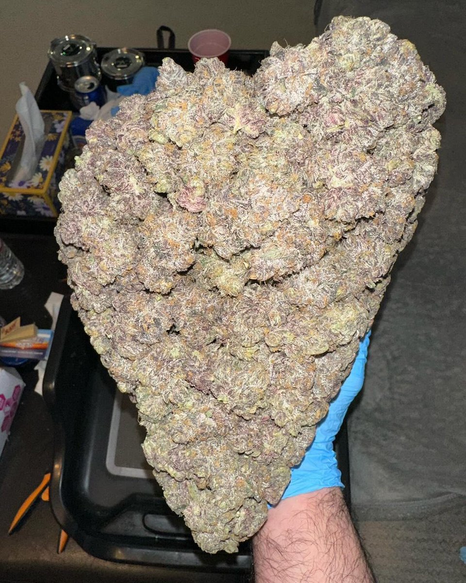 WeedHouseDD's tweet photo. Who wants a handful? https://t.co/5Fp2IrVtGG