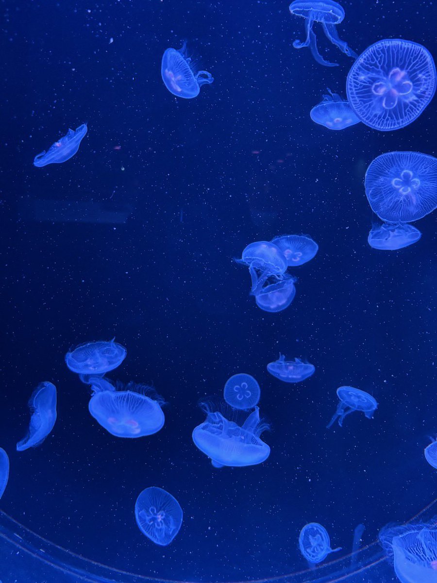 札幌のAOAO水族館すげー綺麗だった！！