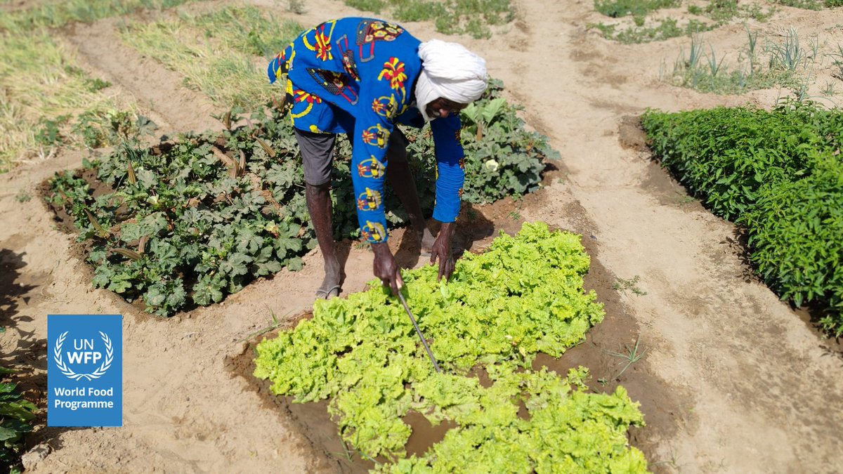 WFP Mali (@wfp_mali) on Twitter photo 🇲🇱 They’re 150 thriving <a href="/WFP/">World Food Programme</a>-supported smallholder farmers, icl 50 women, at the 8-hectare Hariboro market garden in #Timbuktu💪
Solar irrigation helps them grow🥬🥔 🥕 &🍅
"Seeing vegetables grow to feed our families, brings satisfaction," says Ibrahim.
🙏to donors like 🇩🇪 🇪🇺 🇲🇱 They’re 150 thriving <a href="/WFP/">World Food Programme</a>-supported smallholder farmers, icl 50 women, at the 8-hectare Hariboro market garden in #Timbuktu💪
Solar irrigation helps them grow🥬🥔 🥕 &🍅
"Seeing vegetables grow to feed our families, brings satisfaction," says Ibrahim.
🙏to donors like 🇩🇪 🇪🇺